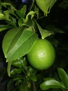 Villa Buljarica – Außengelände